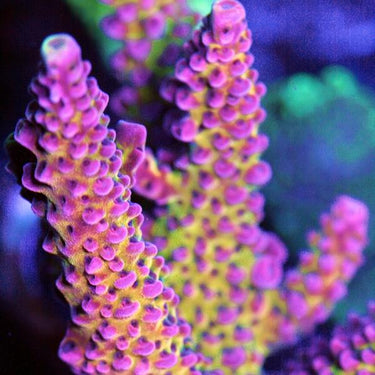 SPS CORALS