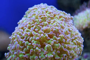 LPS CORALS