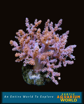 Kenya Tree Coral