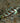 Diagonal Shrimp Goby