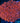 Red Goniopora Colony