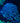 Blue Goniopora Colony