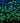 Blue Green Tip Goniopora Colony