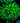 Green Goniopora Colony