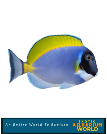 Powder Blue Tang (Acanthurus leucosternon)