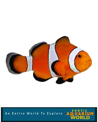 Ocellaris Clownfish, Captive-Bred (Amphiprion ocellaris )