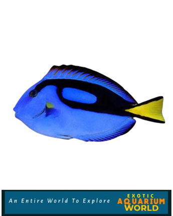 Blue Tang (Paracanthurus hepatus)