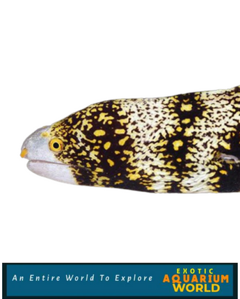 Snowflake Eel (Echidna nebulosa)