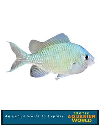 Green Reef Chromis (Chromis viridis)