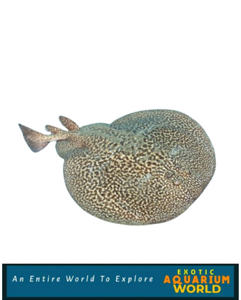 Marbled Electric Ray Fish (Torpedo marmorata)