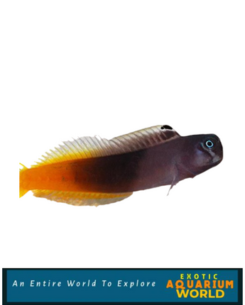 Bicolor Blenny (Ecsenius bicolor)