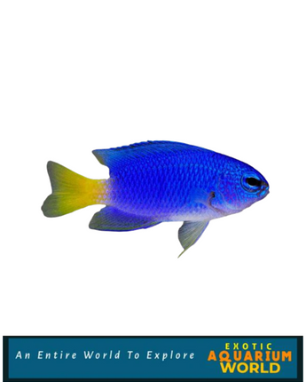 Similar Damselfish (Pomacentrus similis)