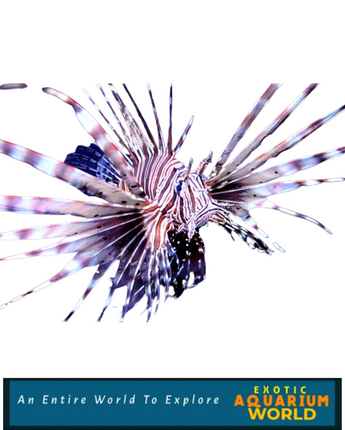 Volitan Lionfish, Colored (Pterois volitans)