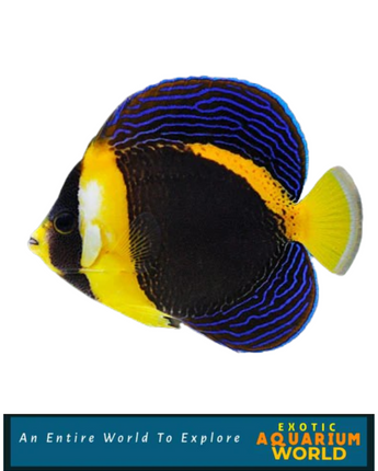 Scribbled Angelfish (Chaetodontoplus duboulayi)