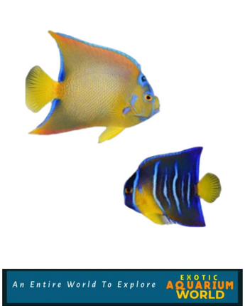 Queen Angelfish (Holacanthus ciliaris)