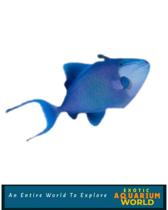 Niger Triggerfish (Odonus niger)