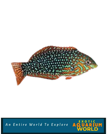 Ornate Leopard Wrasse EXPERT ONLY (Macropharyngodon ornatus)