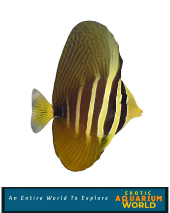 Sailfin Tang (Zebrasoma velifer)