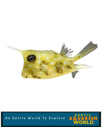 Longhorn Cowfish EXPERT ONLY (Lactoria cornuta)