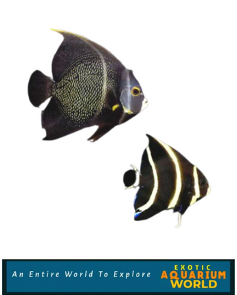 French Angelfish (Pomacanthus paru)