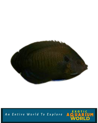 Bluefin Angelfish (Centropyge multispinis)