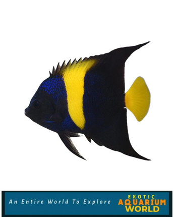 Asfur Angelfish (Pomacanthus asfur)