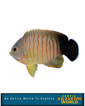 Red Stripe Angelfish (Centropyge eibli)