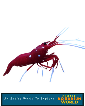 Blood Red Fire Shrimp (Lysmata debelius)