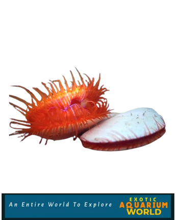 Electric Flame Scallop EXPERT ONLY (Lima sp.)