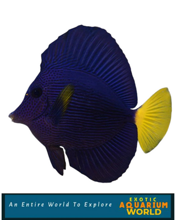 Purple Tang (Zebrasoma xanthurum)