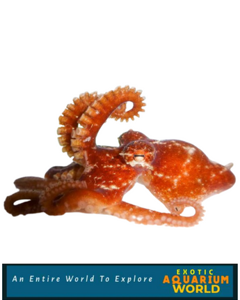 Atlantic Pygmy Octopus EXPERT ONLY