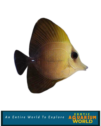 Scopas Tang (Zebrasoma scopas)