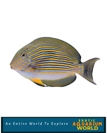 Clown Tang (Acanthurus lineatus)