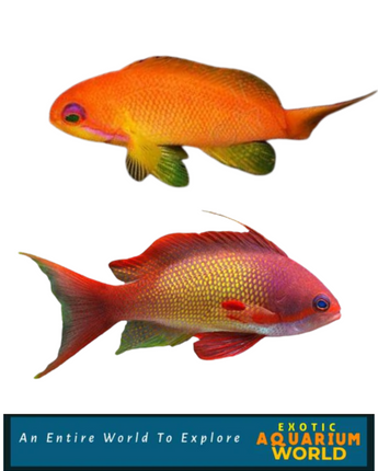 Indian Ocean Lyretail Anthias (Pseudanthias squamipinnis)