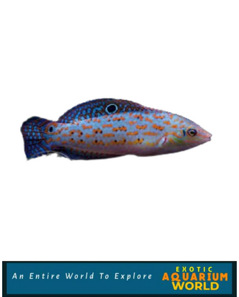 Timor Wrasse