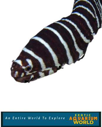 Zebra Moray Eel (Gymnomuraena zebra)