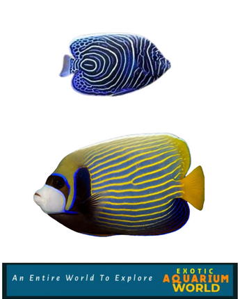 Emperor Angelfish (Pomacanthus imperator)