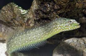 Wolf Eel (Congrogadus subducens)