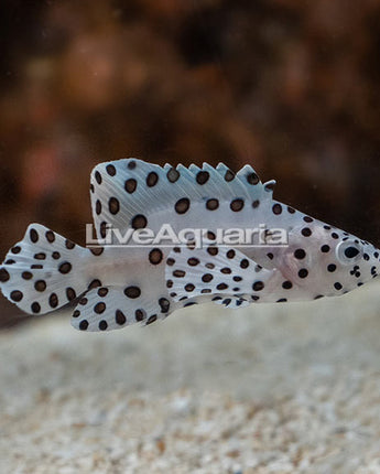 Panther Grouper (Cromileptis Atovelis) LARGE 4-6"