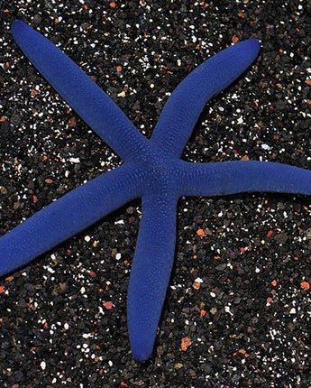 Blue Linkia Starfish