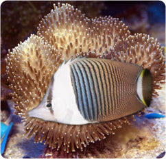 White Face Butterflyfish (Chaetodon mesoleucos)