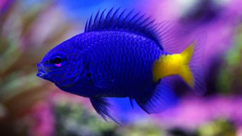 Blue Damselfish (Chrysiptera cyanea)