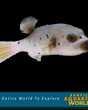 Arothron Dog Face Puffer (Arothron nigropunctatus)