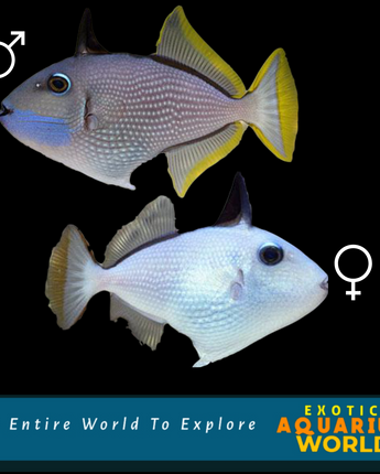 Blue Throat Triggerfish (Xanthichthys auromarginatus)