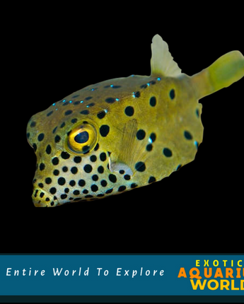 Cubicus Boxfish  (Ostracion cubicus)