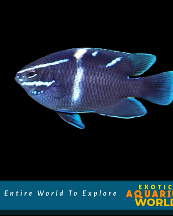 Blue Velvet Damselfish (Paraglyphidodon oxyodon)