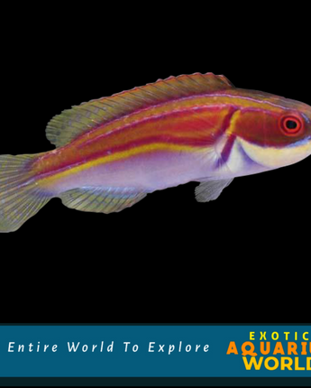 Labout's Fairy Wrasse (Cirrhilabrus laboutei)