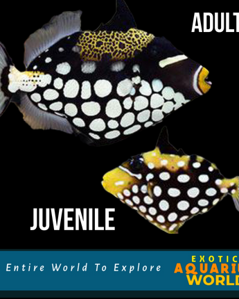 Clown Triggerfish (Balistoides conspicillum)