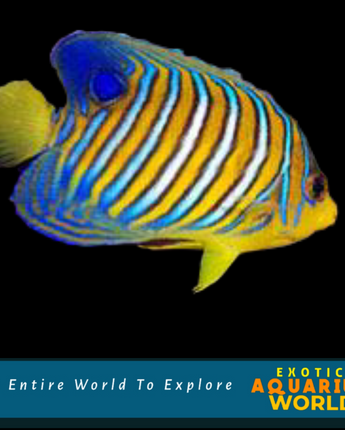 Regal Angelfish EXPERT ONLY (Pygoplites diacanthus)