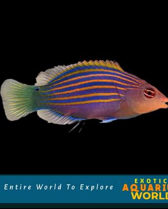 Six Line Wrasse (Pseudocheilinus hexataenia)